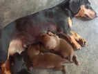 Dachshund Puppies