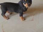 Dachshund Puppy