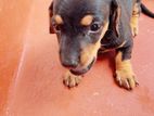 Dachshund Puppy