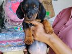 Dachshund Puppy