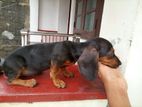 Dachshund Puppy