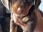 Dachshund Puppy