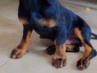 Dachshund puppy for sale