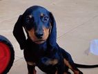 Dachshund Puppy