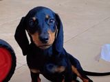 Dachshund Puppy