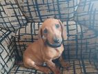 Dachshund Puppy