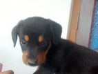 Dachshund Puppy