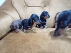 Dachshund Puppies