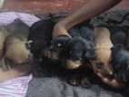 Dachshund Puppies