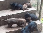 Dachshund Puppies