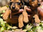 Dachshund Puppy