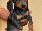 Dachshund Puppy