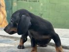 Dachshund Puppy