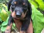 Dachshund Puppy