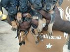 Dachshund Puppy