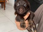 Dachshund Puppy