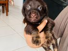 Dachshund Puppy