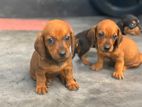 Dachshund Puppy