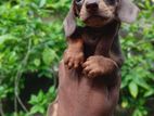Dachshund Puppy
