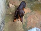 Dachshund Puppy