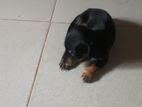 Dachshund Puppy