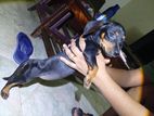 Dachshund Puppy