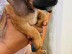 Dachshund puppy