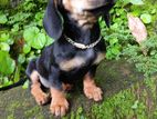 Dachshund puppy