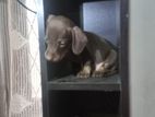 Dachshund Puppy