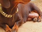 Dachshund Puppy