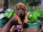 Dachshund Puppy