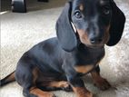 Dachshund Puppy