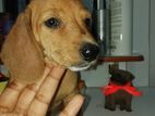 Dachshund Puppy