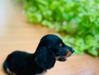 DACHSHUND PUPPY SALE