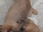 Dachshund Puppy
