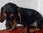 Dachshund Puppy