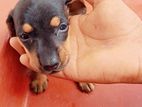 Dachshund Puppy's