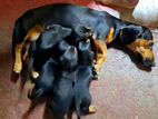 Dachshund Puppys