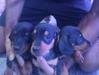 Dachshund Puppies