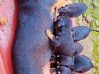 Dachshund Puppies
