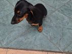 Dachshund Puppies