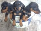 Dachshund Puppies