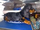 Dachshund Puppies