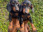 Dachshund Puppies