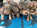 Dachshund Puppies