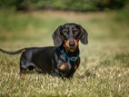 Dachshund Pups