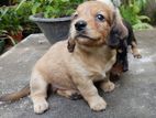 Dachshund Puppies