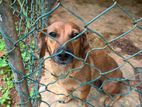 Dachshund Pure Breed Female
