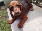 Dachshund Puppies