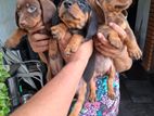 Dachshund Pure Breed Puppies